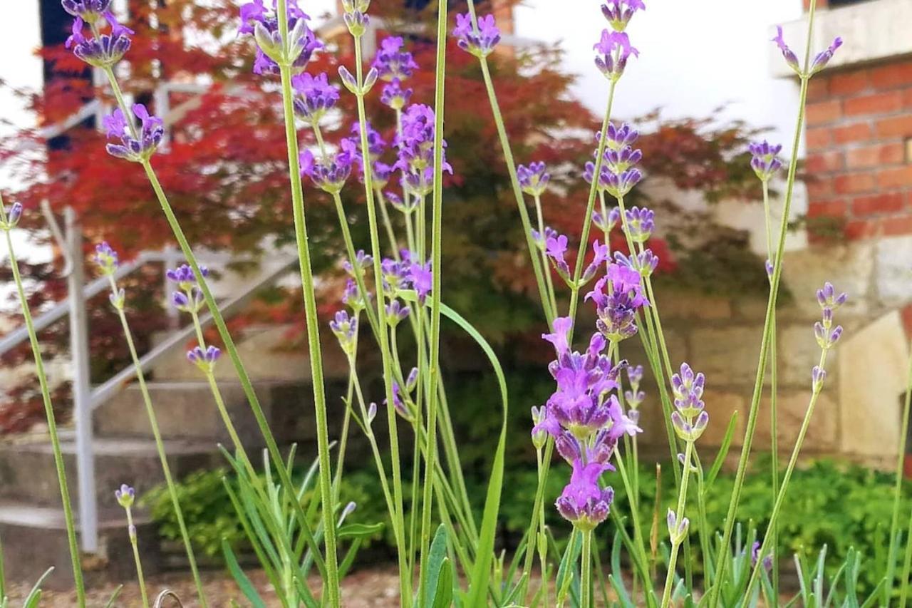 Charmante Maison Bourguignonne Avec Grand Jardin Et Parking Montbard Eksteriør billede